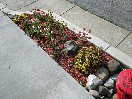 Front Garden